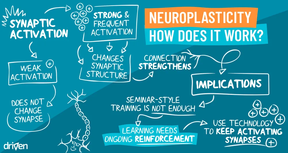Neuroplasticity: The Fascinating Power of Brain Adaptability 2023